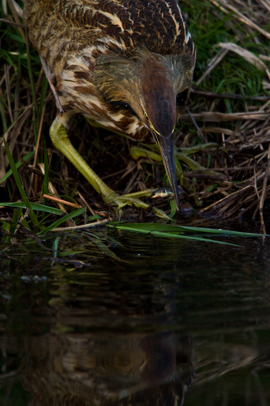 American Bittern Eating Fish